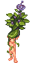 Mandragora